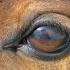 Equine Eye Injuries: Always an Emergency